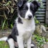 Border collie pups
