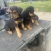 Huntaway pups
