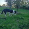 7 Month Male Header