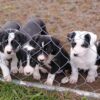 Heading pups