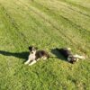 Tri Female heading pup