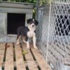 Tri Coloured Female heading pup