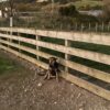 6 month hunterway pup