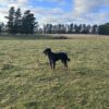 15 month Huntaway dog