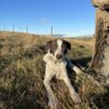 11 month heading dog