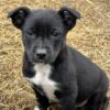 Heading X Huntaway Pups (Southland)