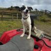 Heading dog