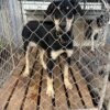 6 month Female Huntaway