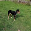 Heading Dog