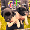 Fox Terrier Puppies
