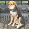 6 Month Beardy/Huntaway Male Pup