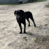 Huntaway 5 years old