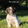 English springer spaniels