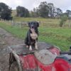 Female headin dog