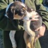 Tri colored pure bred heading pup