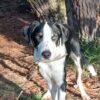 9month old heading dog