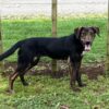 6 month huntaway female