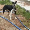 Female heading dog