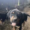 Huntaway pups