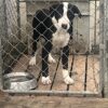 12 week header dog pup