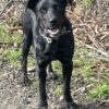 20 month Huntaway dog