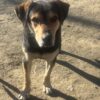 31/2 yr broken in Huntaway dog