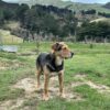 Huntaway dog