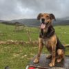 Huntaway dog
