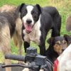 Heading dog