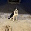 2 yr heading dog
