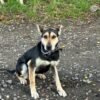 Ju – incredible backing dog