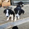 Heading Pups