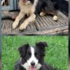 Border Collie Pups