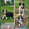 Border Collie Pups