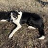 20month heading dog