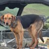 10 month female huntaway
