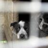 Blue Heeler Female Pup