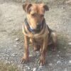 2 yr Huntaway dog