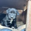 Huntaway Pups
