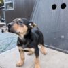 7 week pink collar huntaway
