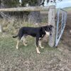 10 month huntaway blue collar