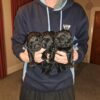 pure bred labrador puppies