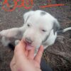 Heading Pups