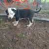 Heading Pups