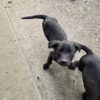 Huntaway Pups