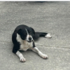 Heading Dog ( female)