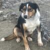 91/2 month heading dog
