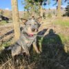 15 month old blue healer