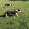 Heading pups