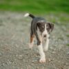 1 Tri-coloured female pup
